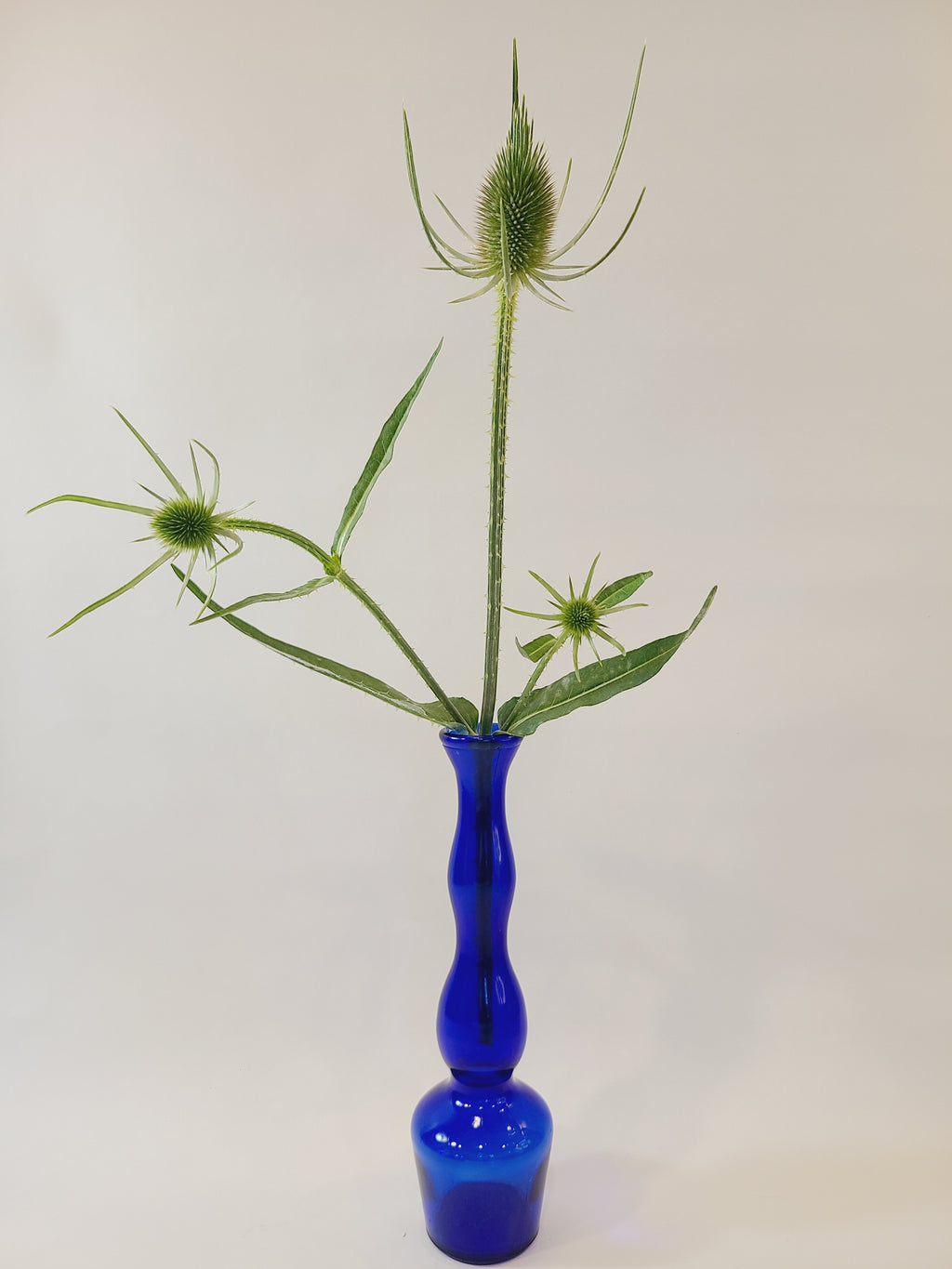 A vintage cobalt blue glass bud vase  holding teasel flowers with spiky seed heads and slender leaves, set against a plain off-white background.