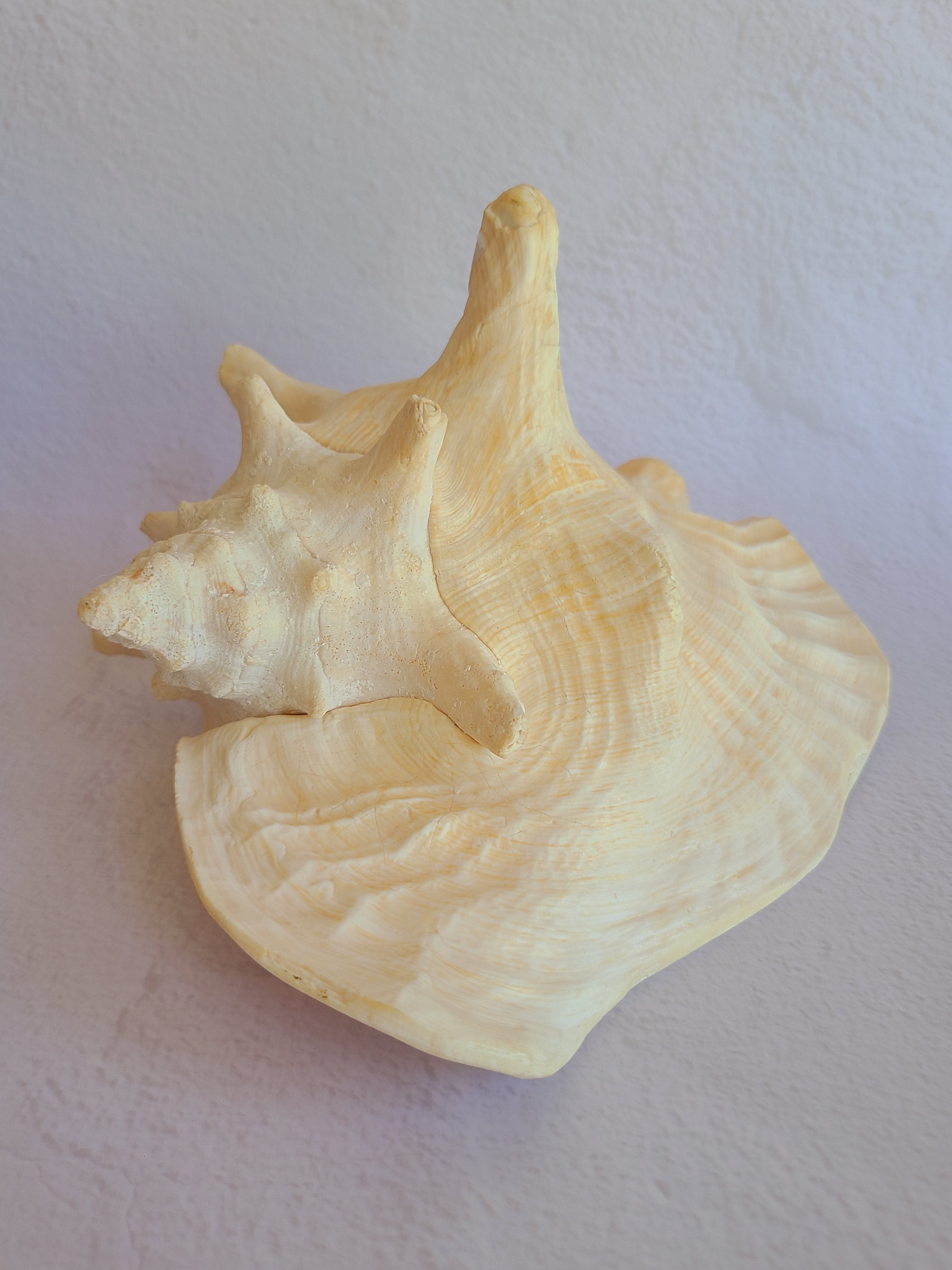 Exterior of queen conch shell.
