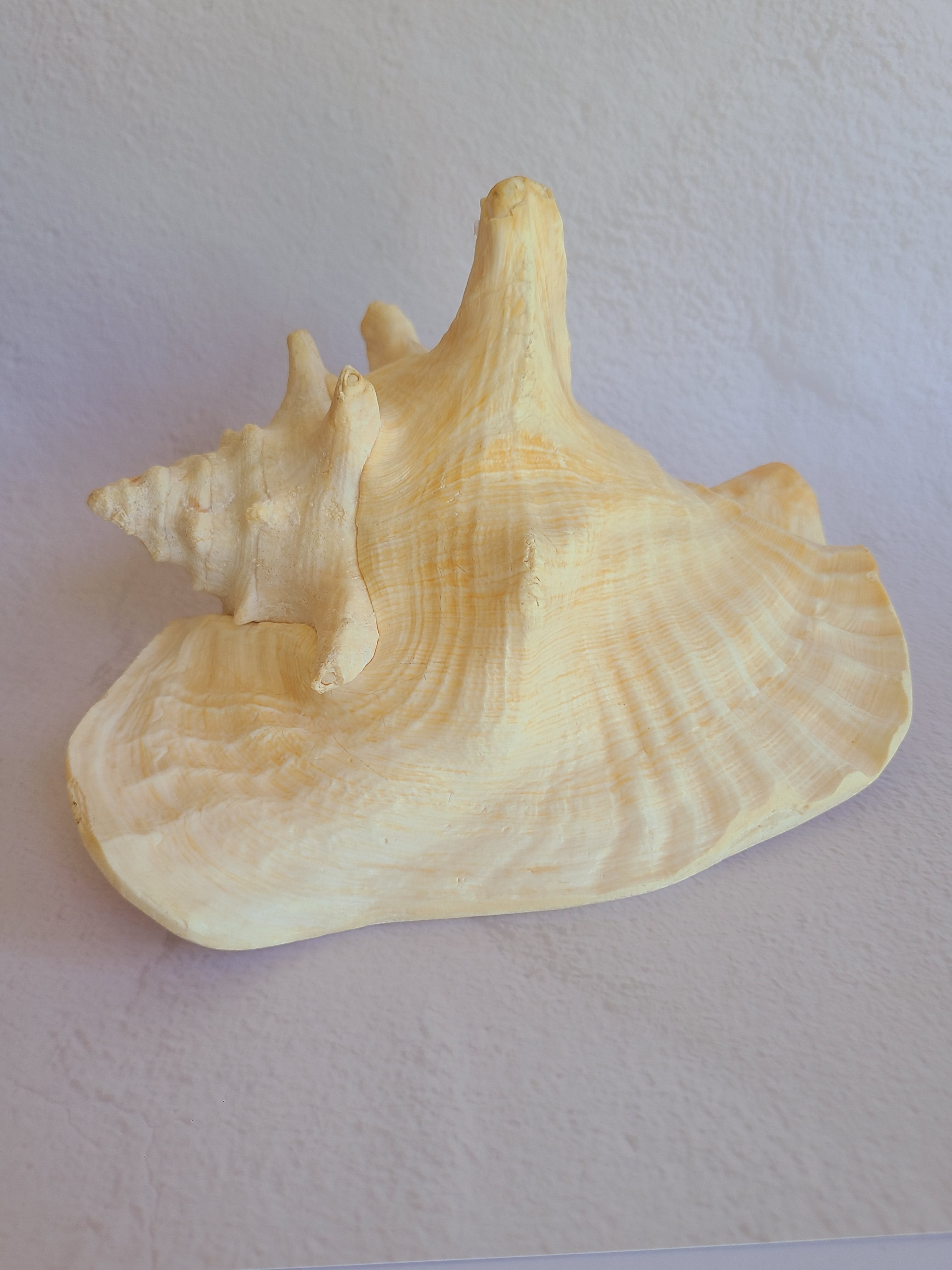 Side view of exterior of queen conch shell.