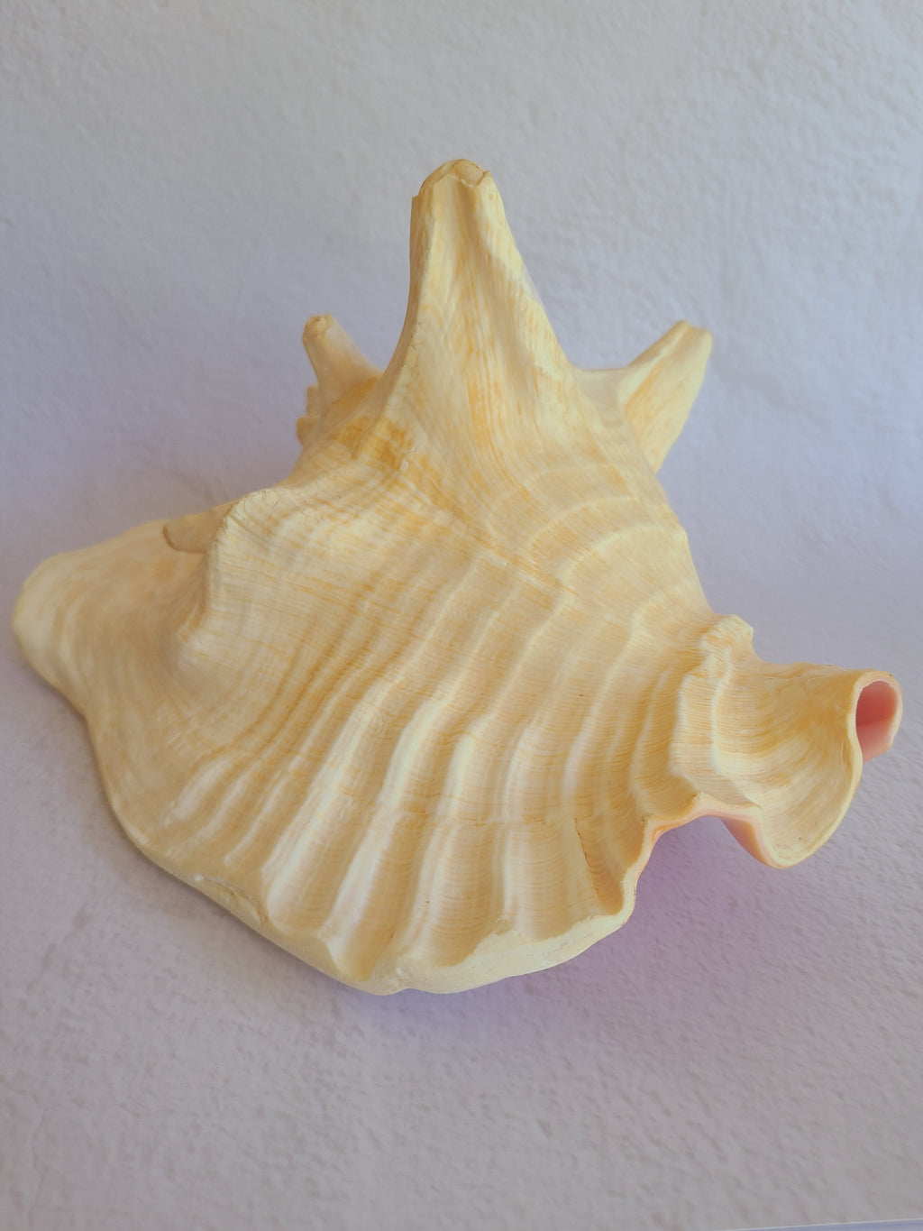 Exterior of queen conch shell specimen.