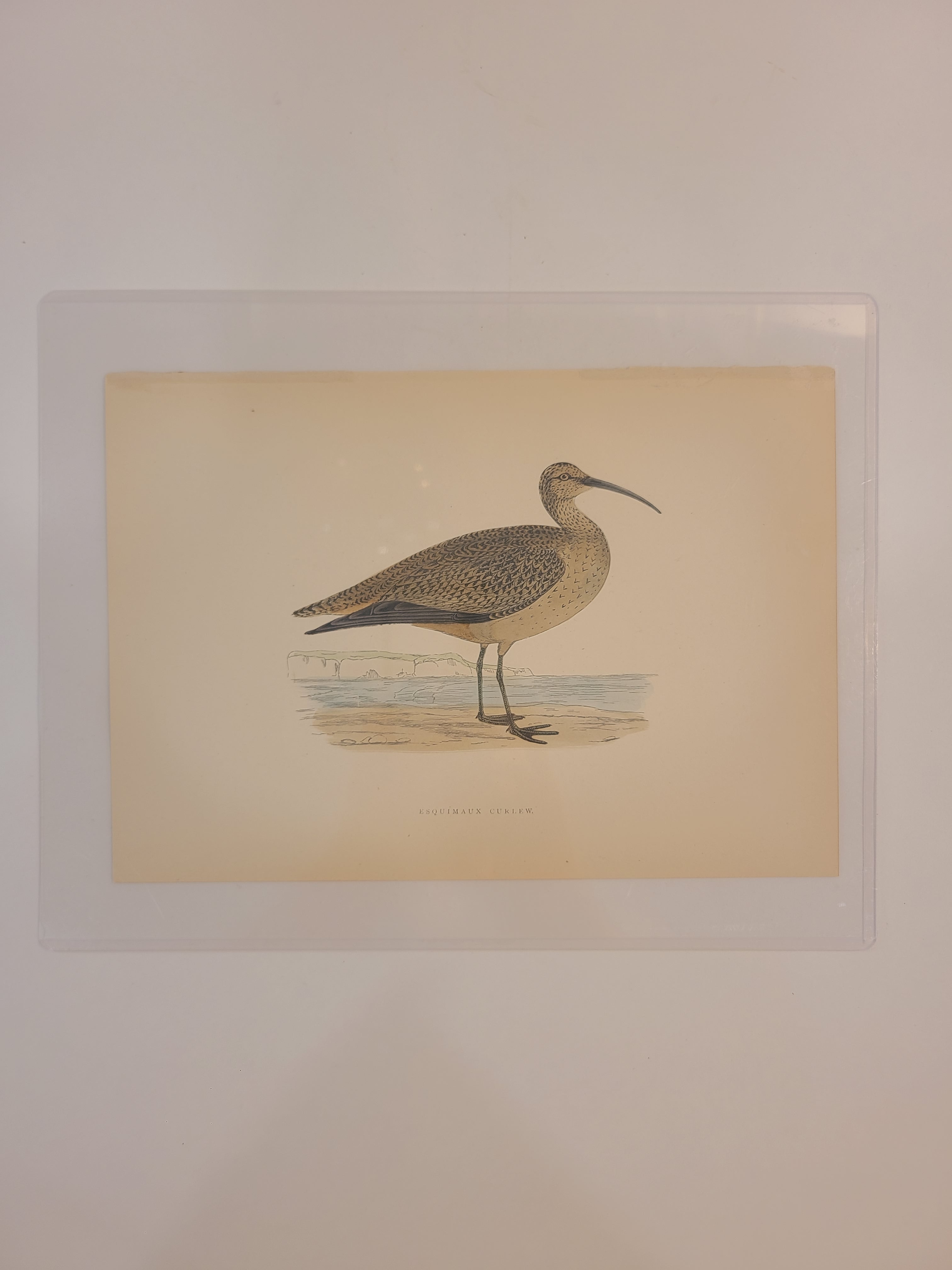 Full view of Antique Bookplate of Esquimaux Curlew  from the 19th Century A History of British Birds by Francis Orpen Morris.