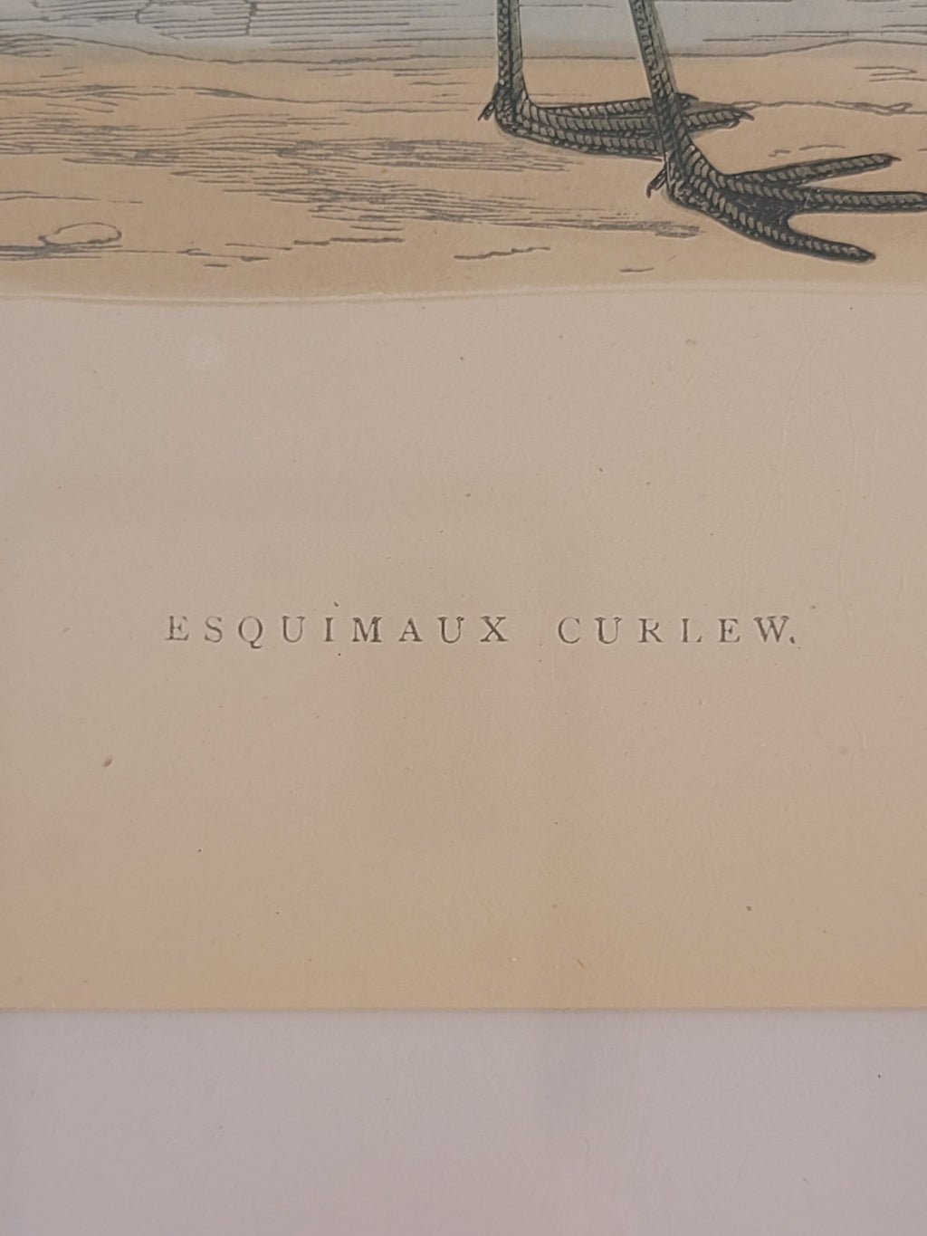 Antique Bookplate of Esquimaux Curlew  from the 19th Century A History of British Birds by Francis Orpen Morris showing title.