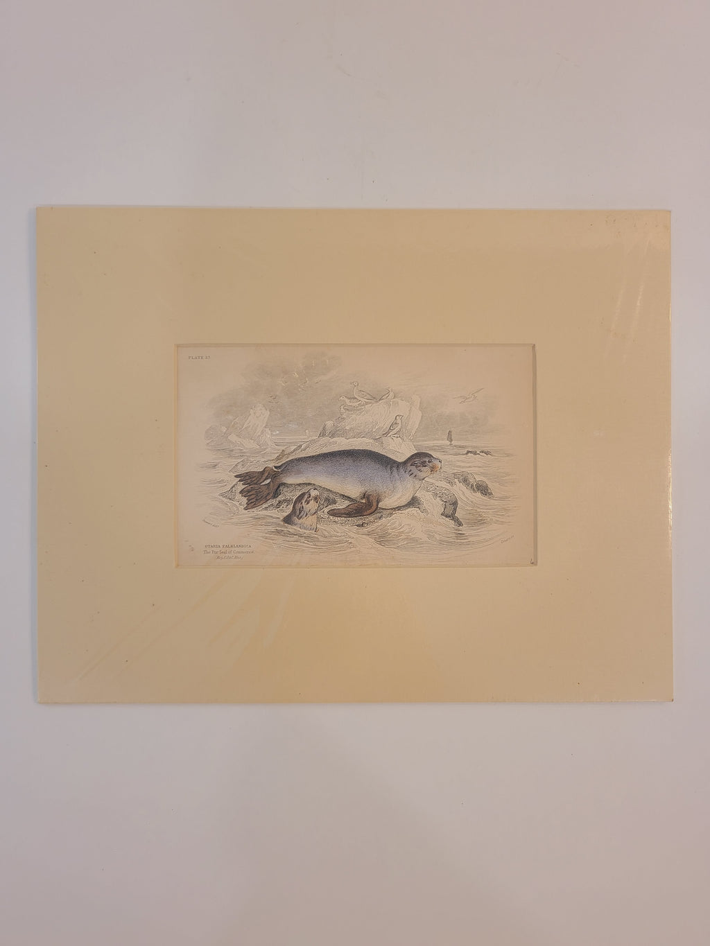 Antique Hand Colored Fur Seal Etching from Scotland 1830s with cream colored mat against white background.