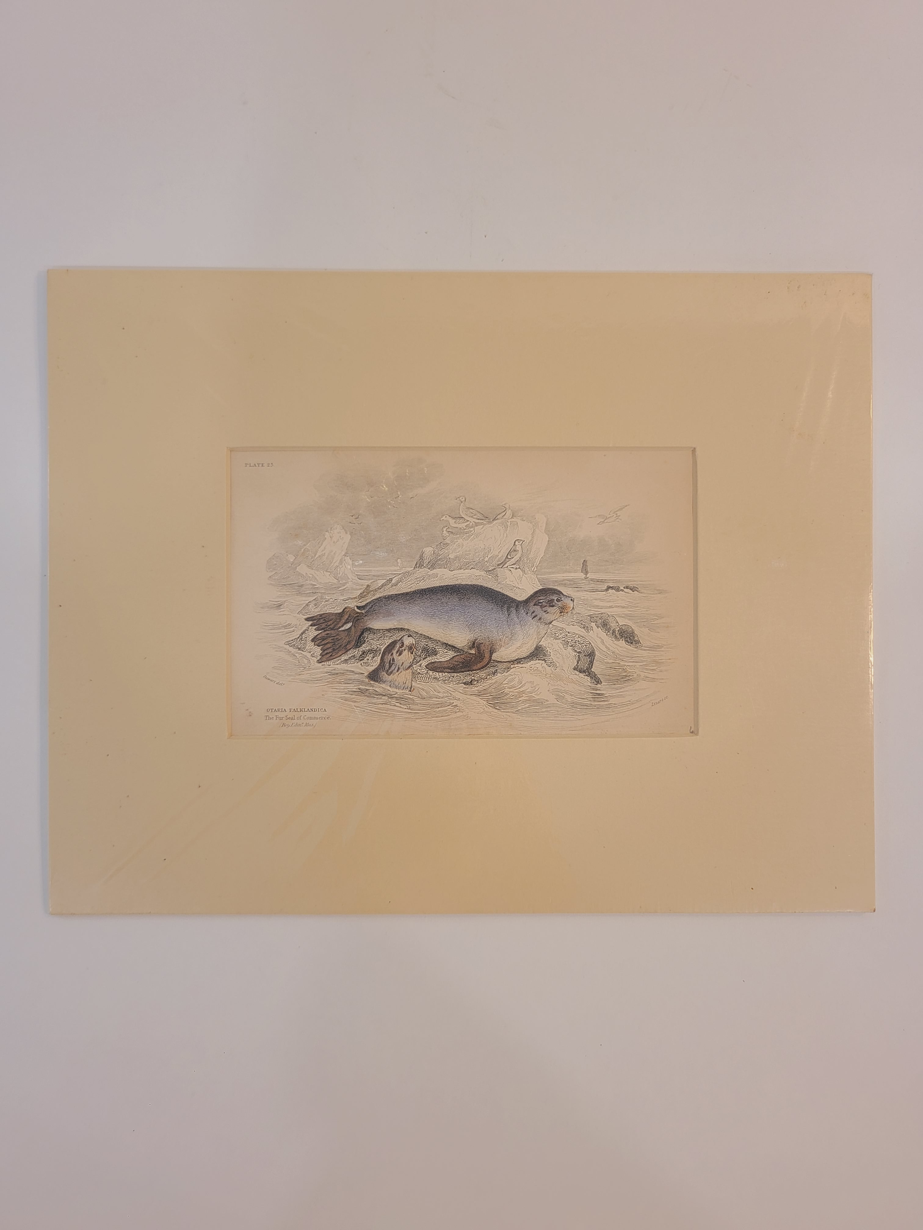 Antique Hand Colored Fur Seal Etching from Scotland 1830s with cream colored mat against white background.