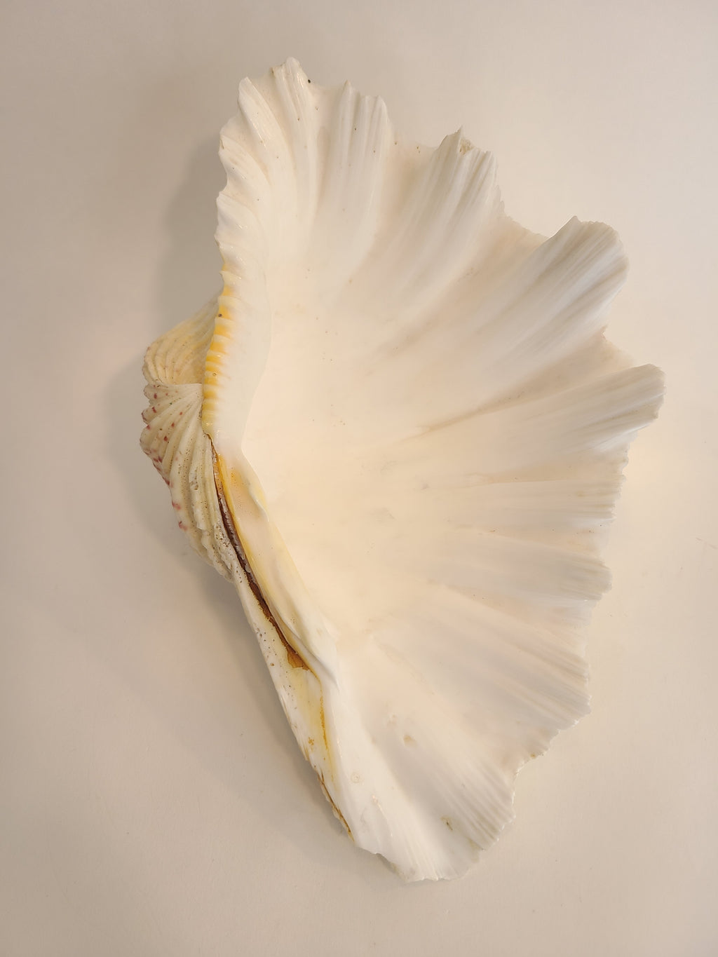 White giant clam shell photographed from above.