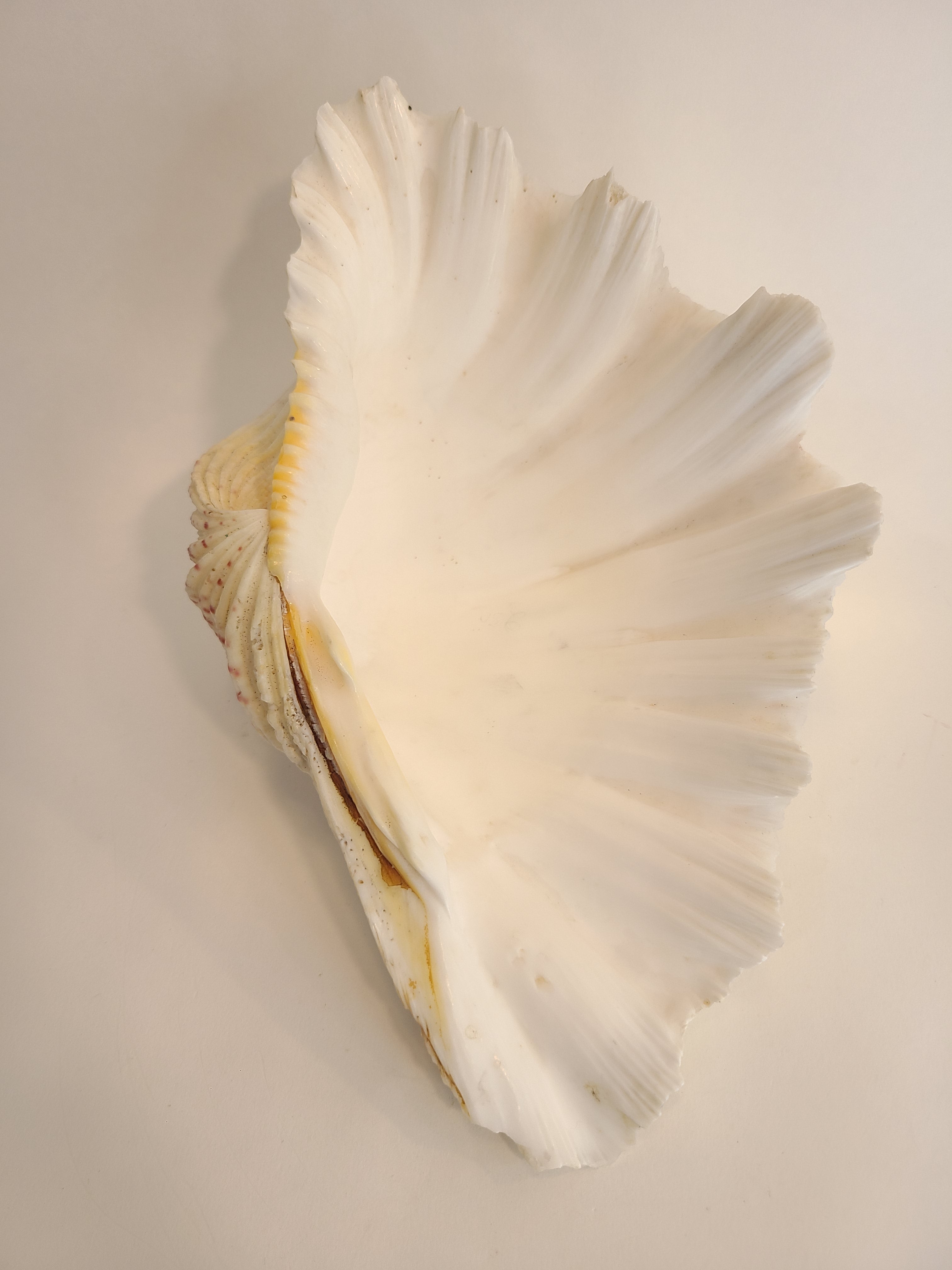 White giant clam shell photographed from above.