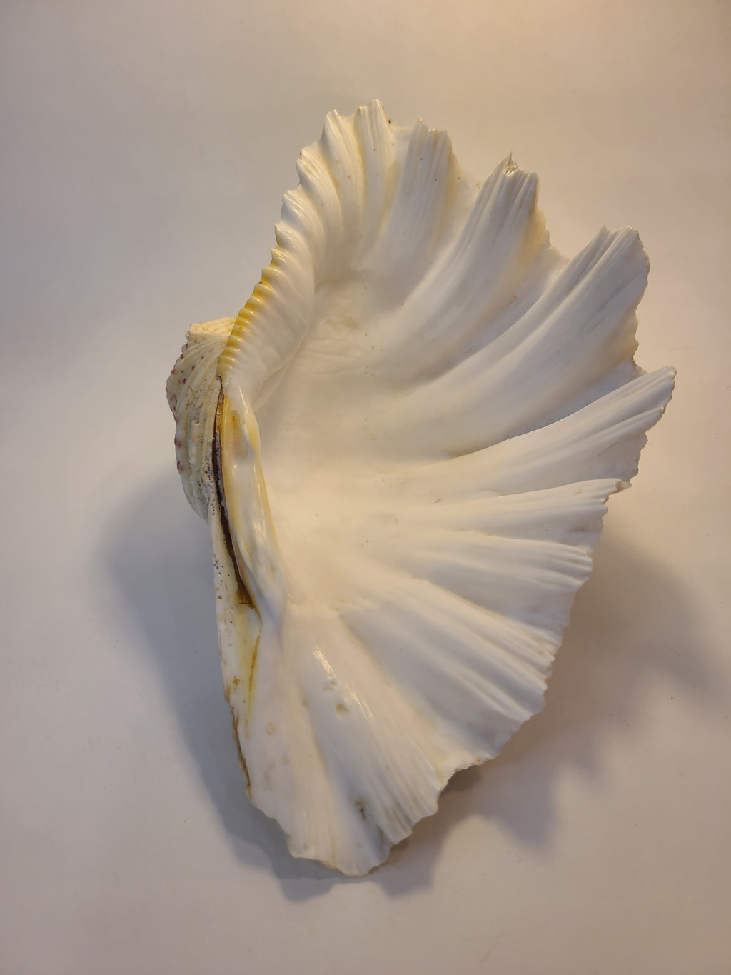 White giant clam shell photographed against a plain off-white background with a soft shadow.