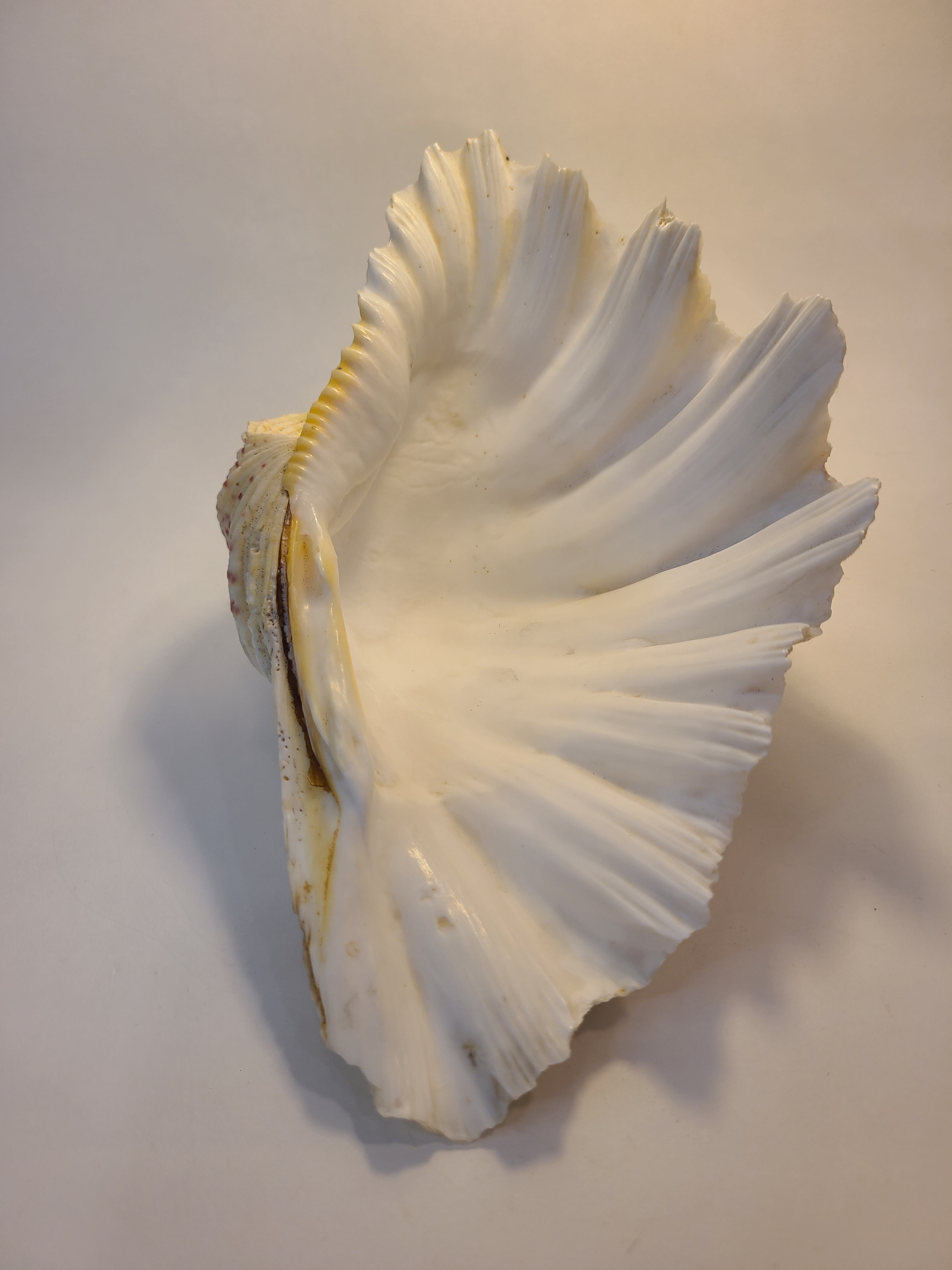 White giant clam shell photographed against a plain off-white background with a soft shadow.