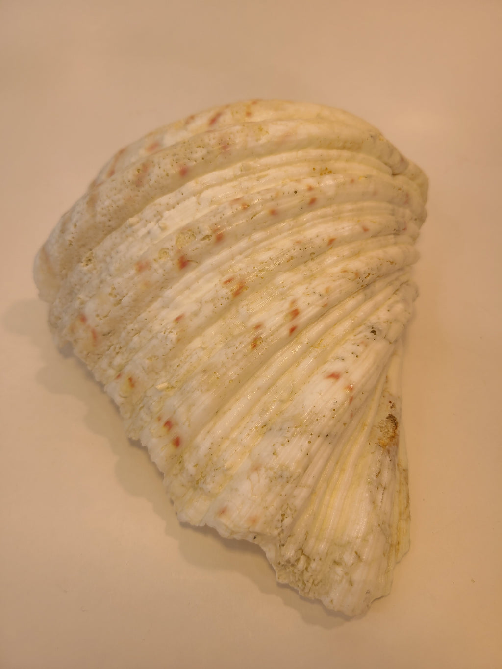 Exterior of a natural giant clam shell displayed on a plain beige background.