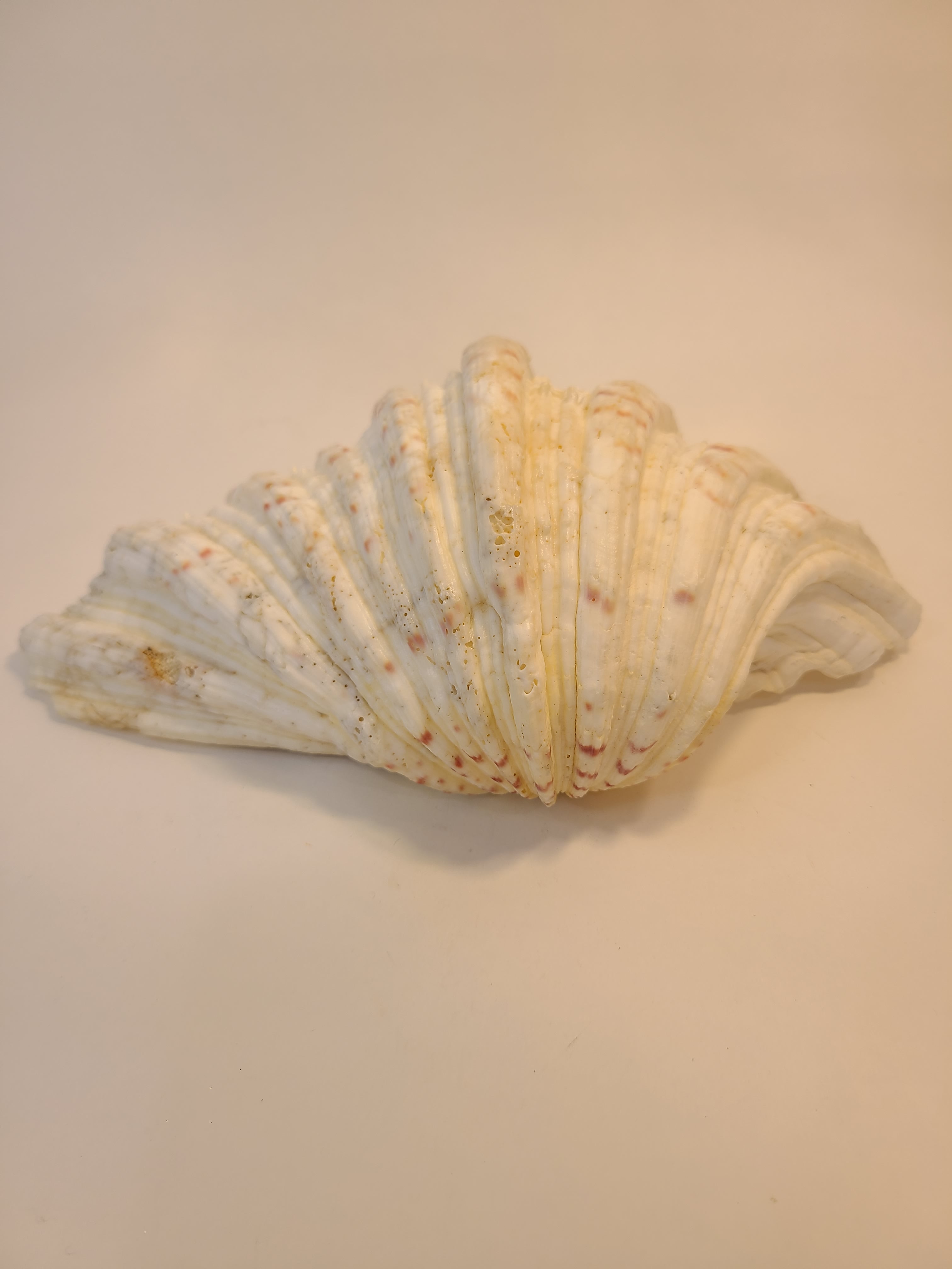 Exterior of a giant clam shell.