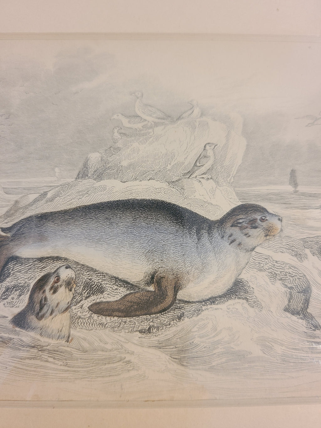 Close up of Antique Hand Colored Fur Seal Etching from Scotland 1830s.