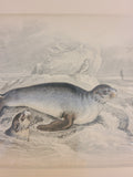 Close up of Antique Hand Colored Fur Seal Etching from Scotland 1830s.