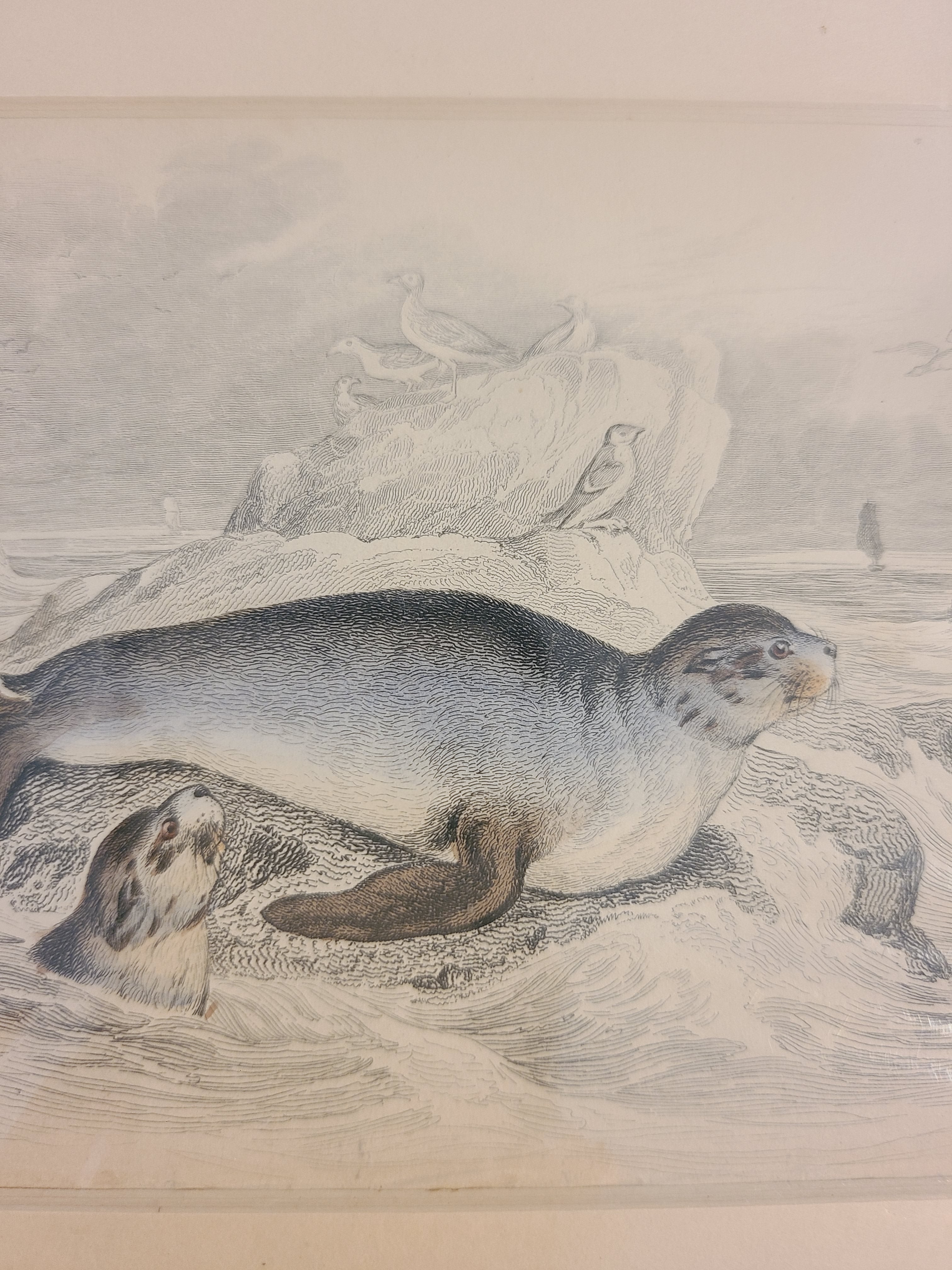 Close up of Antique Hand Colored Fur Seal Etching from Scotland 1830s.