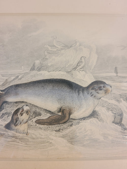 Close up of Antique Hand Colored Fur Seal Etching from Scotland 1830s.