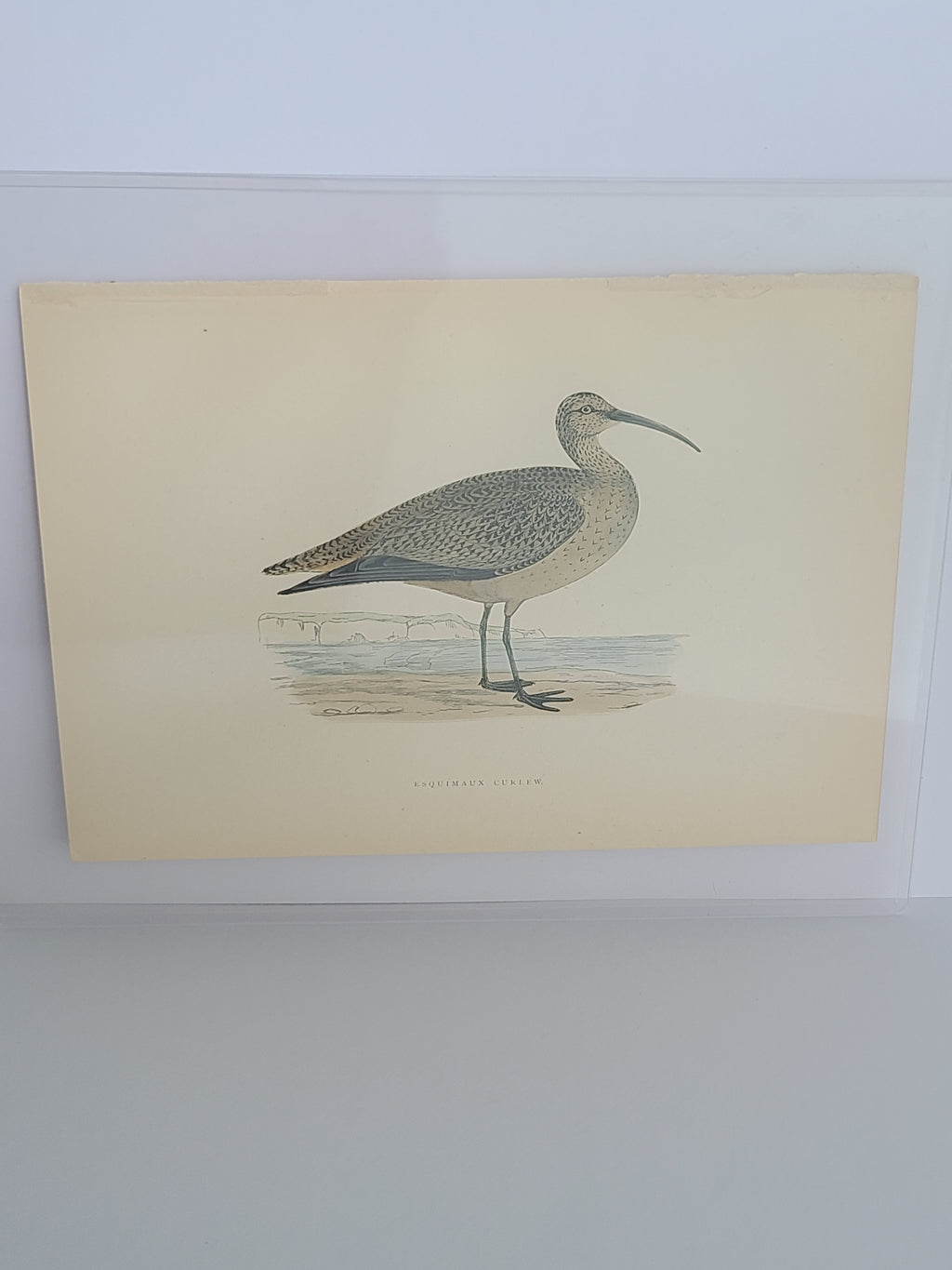 Angled full view of Antique Bookplate of Esquimaux Curlew  from the 19th Century A History of British Birds by Francis Orpen Morris.