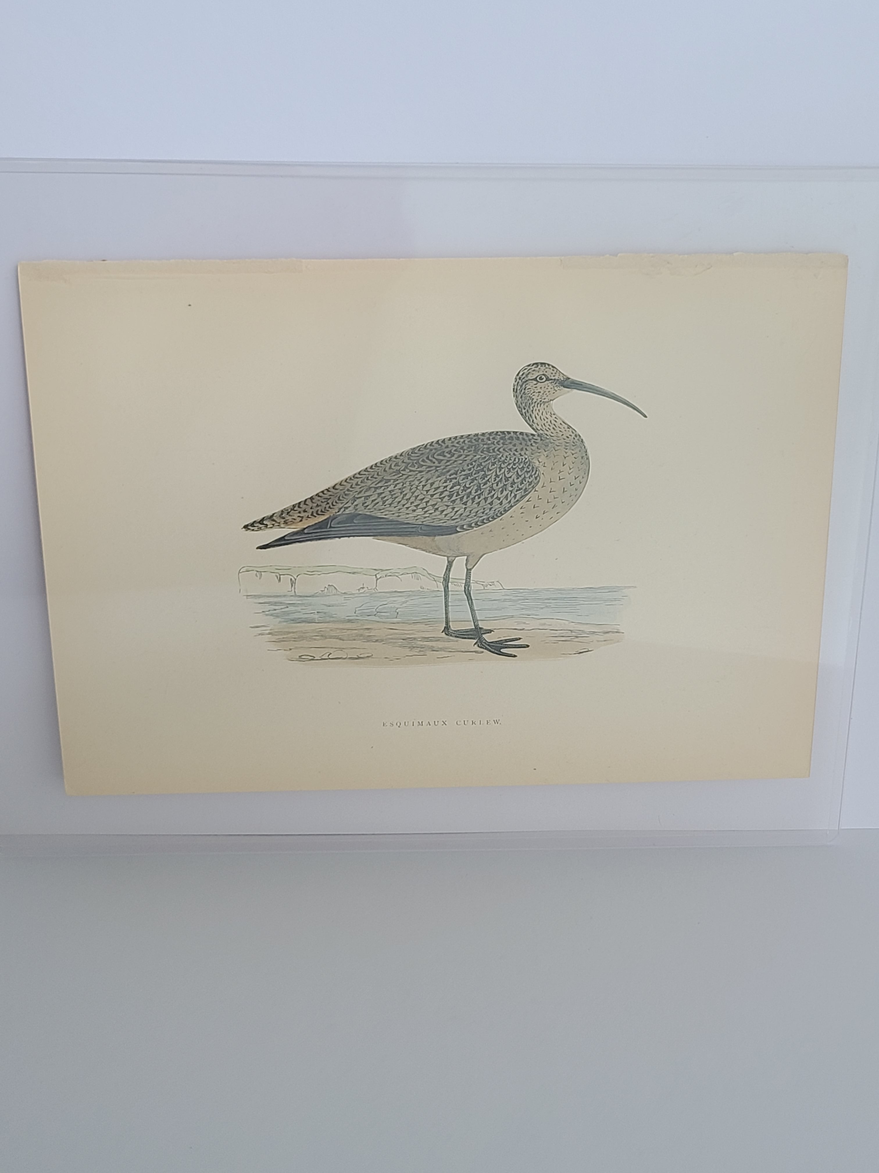 Angled full view of Antique Bookplate of Esquimaux Curlew  from the 19th Century A History of British Birds by Francis Orpen Morris.