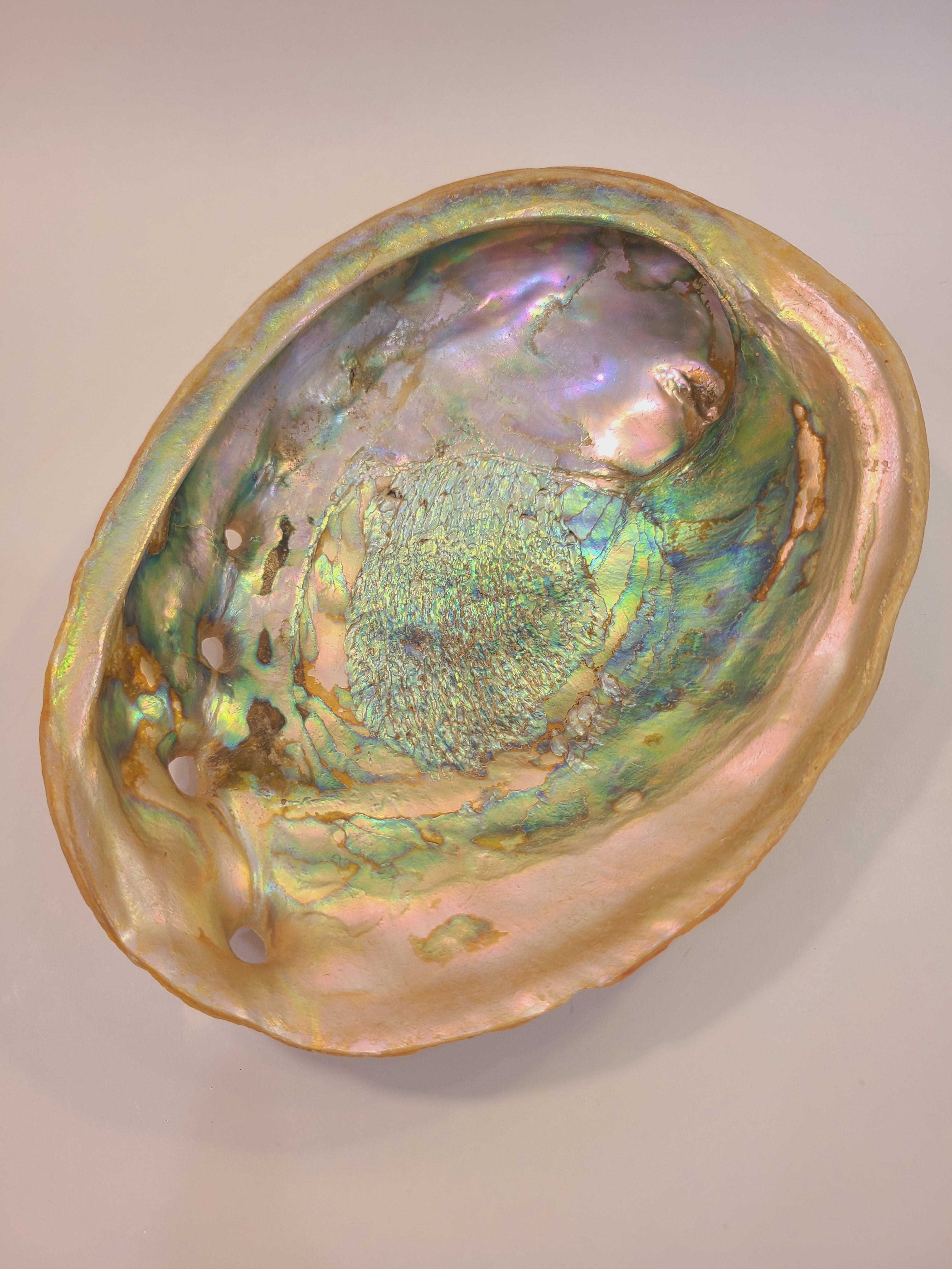 Natural abalone shell specimen, iridescent rainbow colors, 8.25 inches long by 6.5 inches wide on light background.