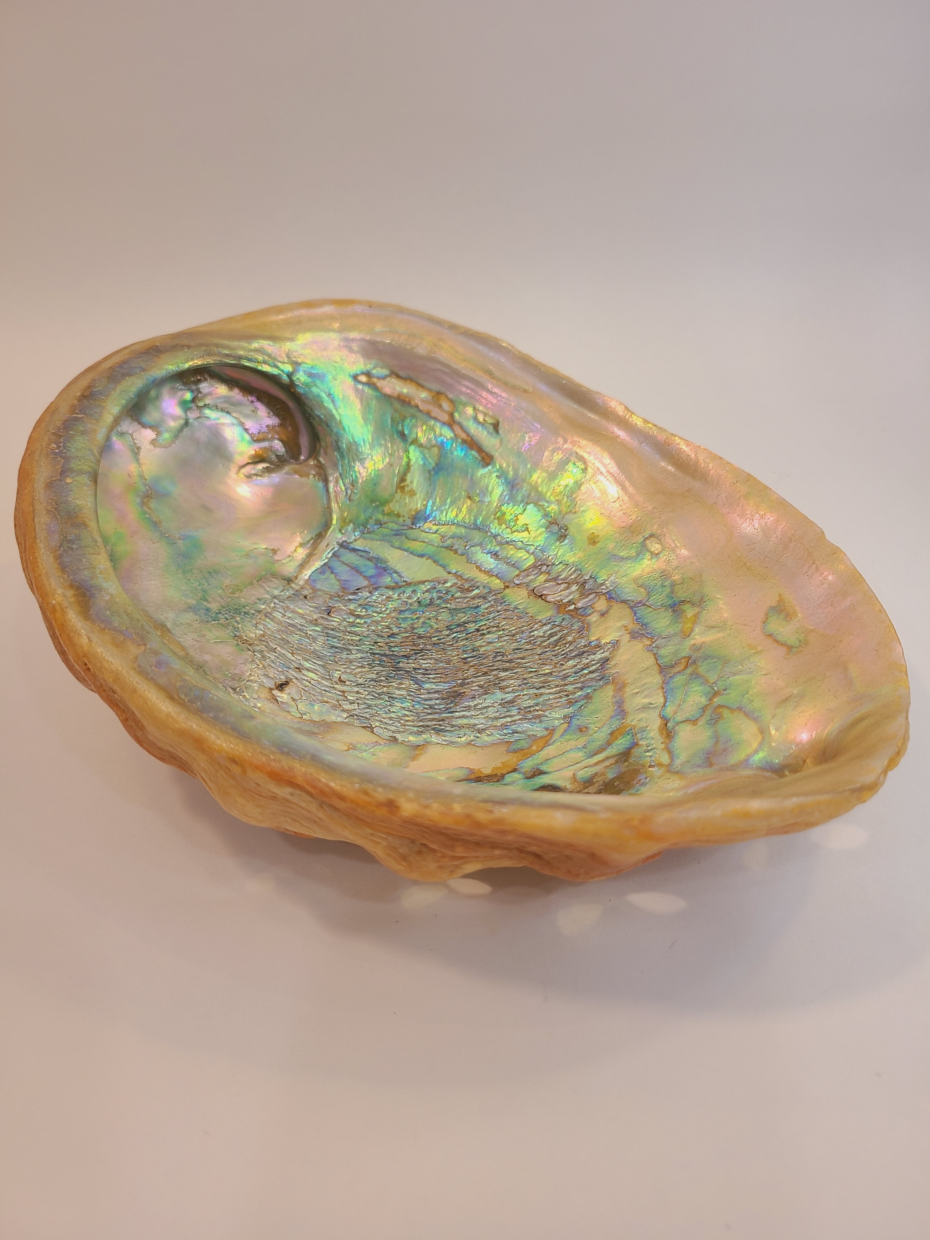 Natural abalone shell specimen, iridescent rainbow colors, 8.25 inches long by 6.5 inches wide shown from the side.