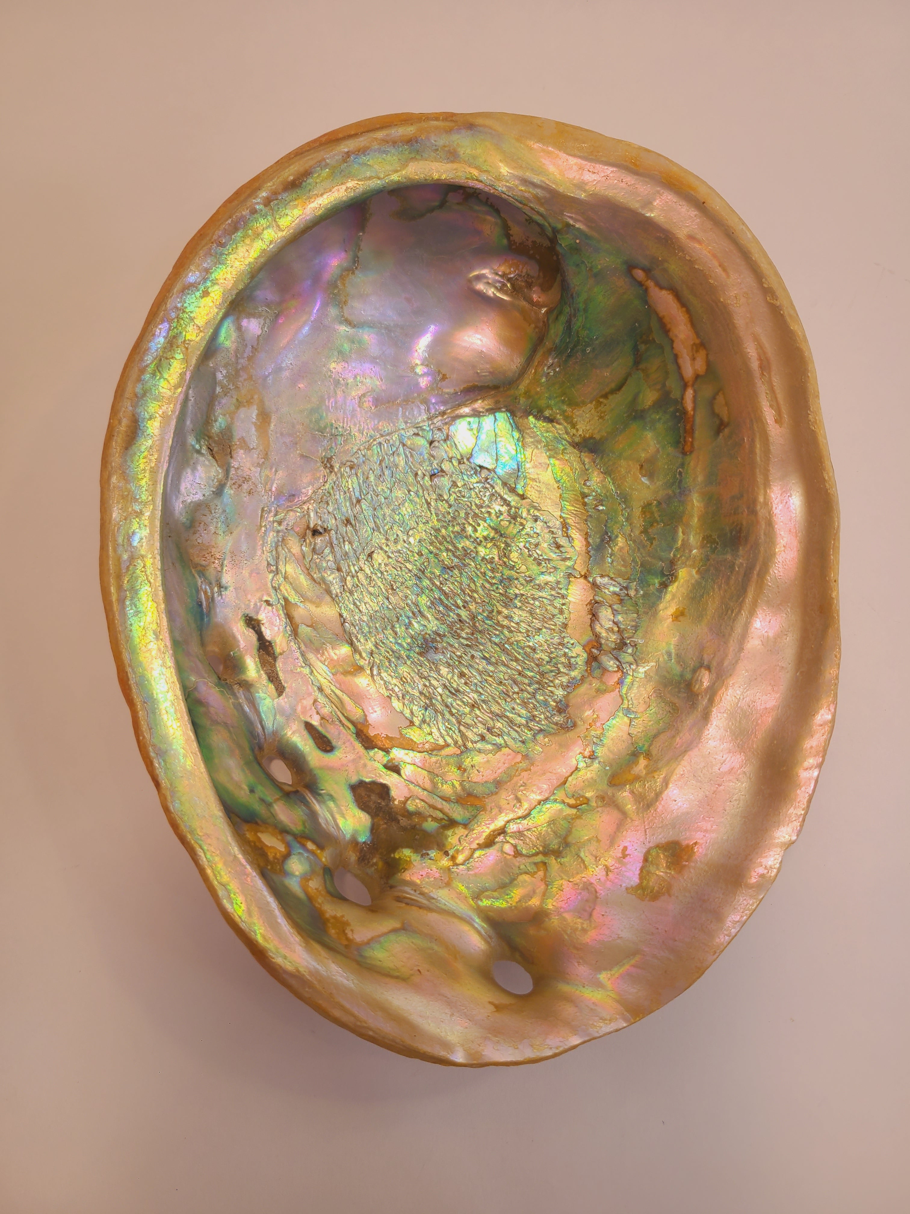 Natural abalone shell specimen, iridescent rainbow colors, 8.25 inches long by 6.5 inches wide.