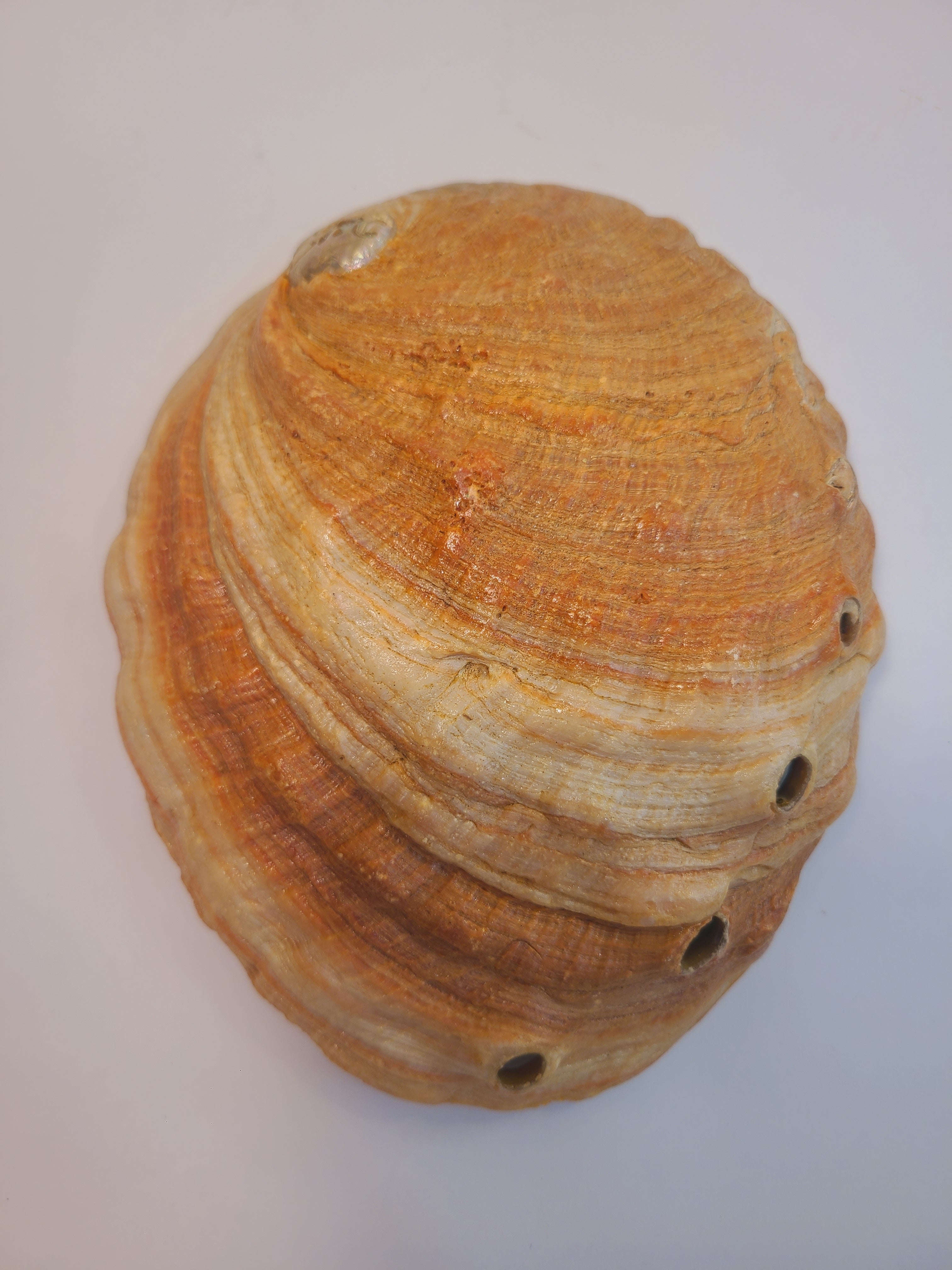Back of Natural abalone shell specimen, 8.25 inches long by 6.5 inches wide.