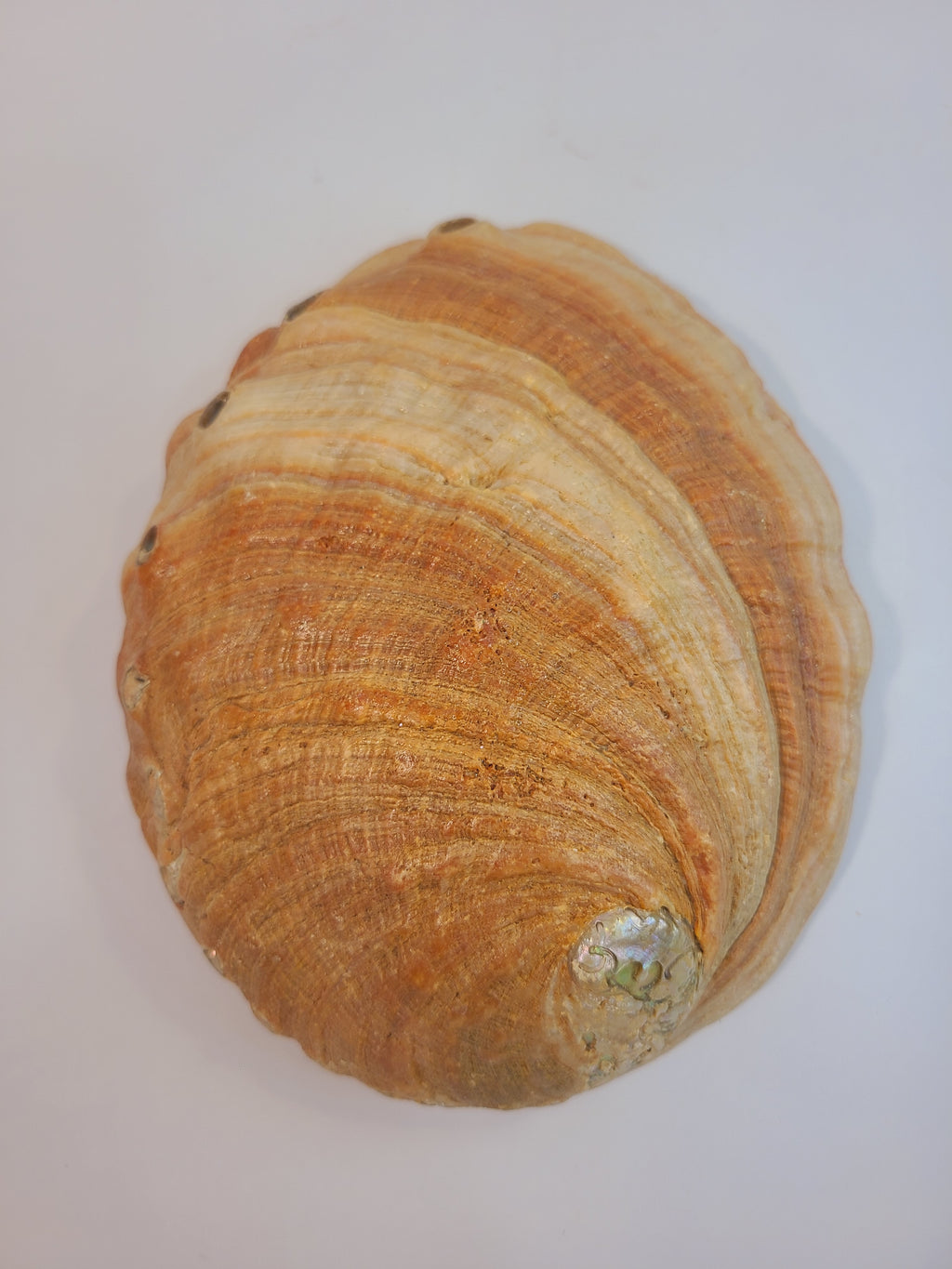 Back of Natural abalone shell specimen, iridescent rainbow colors, 8.25 inches long by 6.5 inches wide.