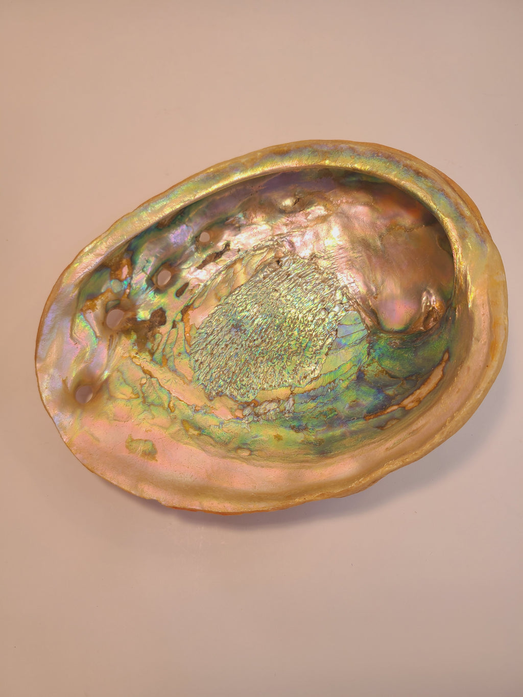 Natural abalone shell specimen, iridescent rainbow colors, 8.25 inches long by 6.5 inches wide showing natural holes in shell.