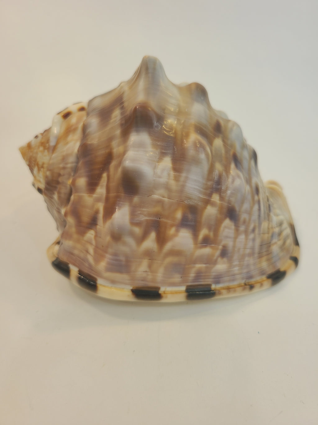 Natural Flame Helmet Shell Specimen