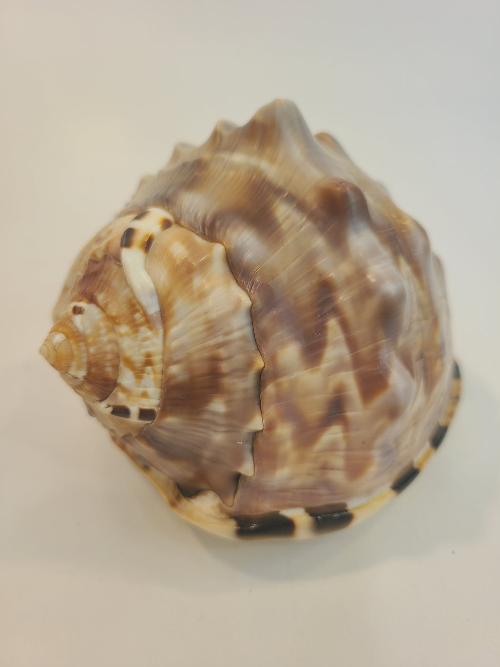 Front of Natural Flame Helmet Shell Specimen