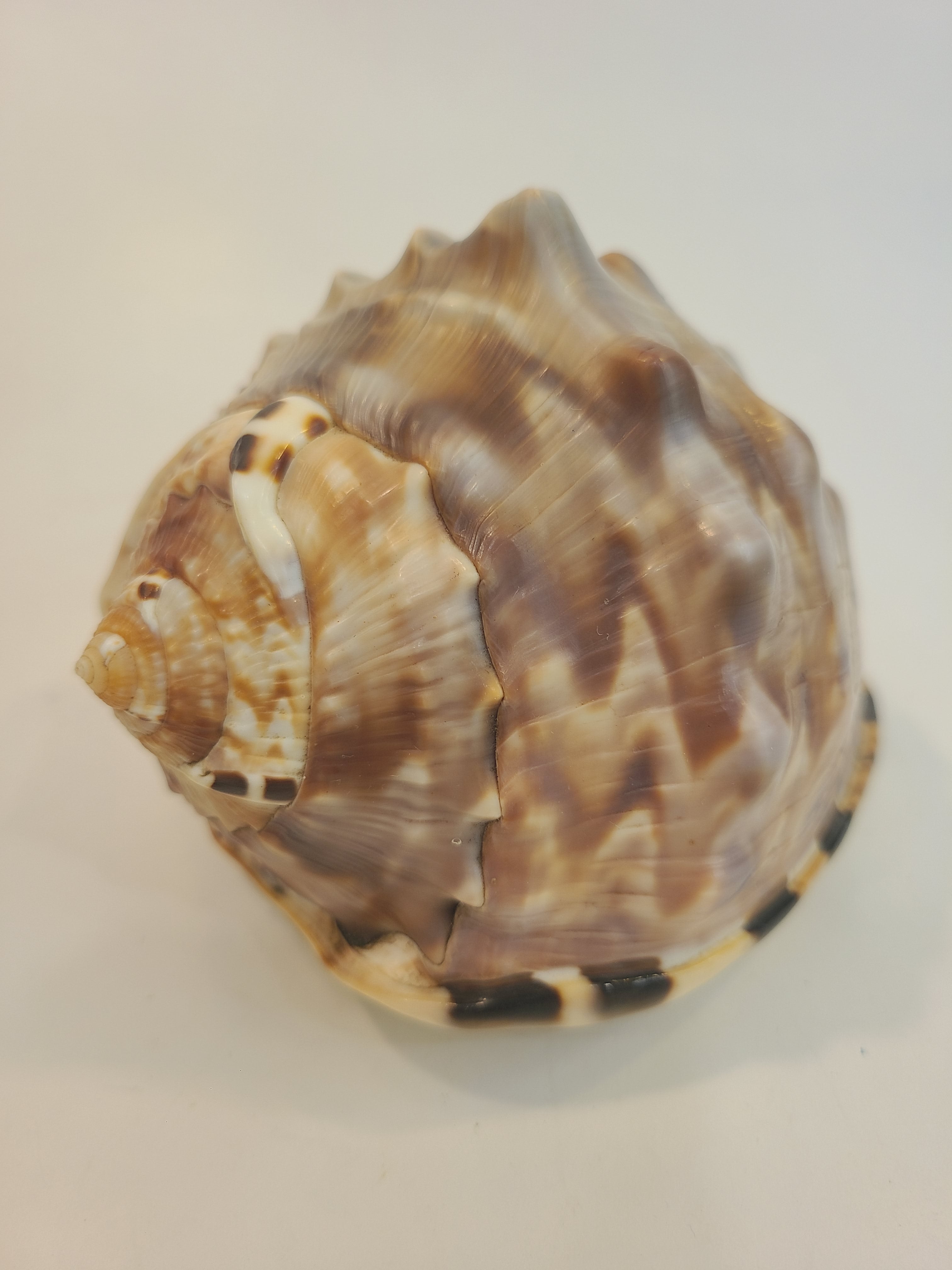 Front of Natural Flame Helmet Shell Specimen
