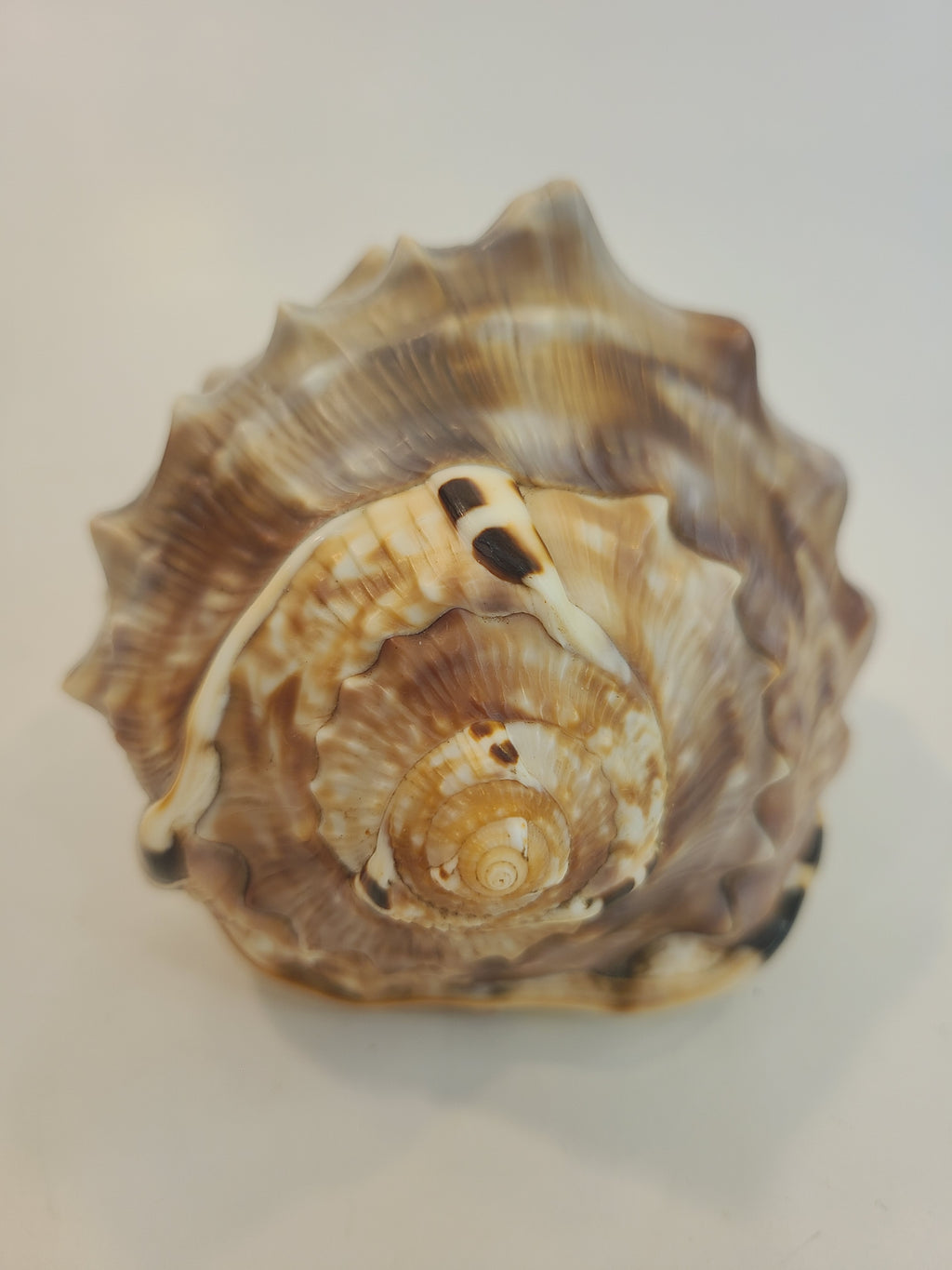 Close up of Natural Flame Helmet Shell Specimen