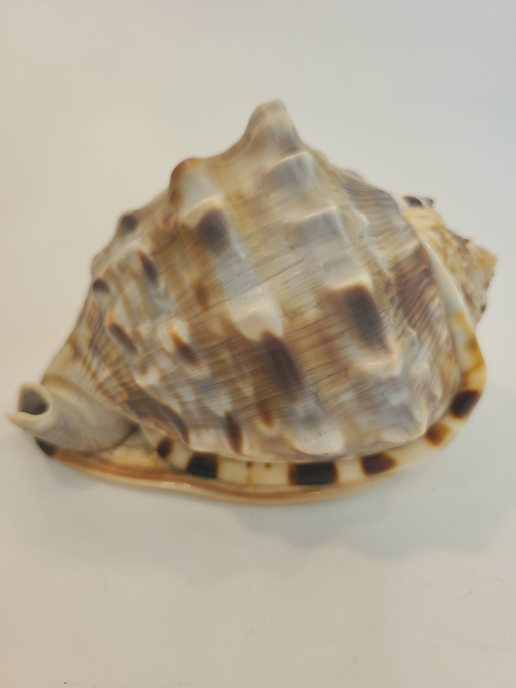 Back of Natural Flame Helmet Shell Specimen