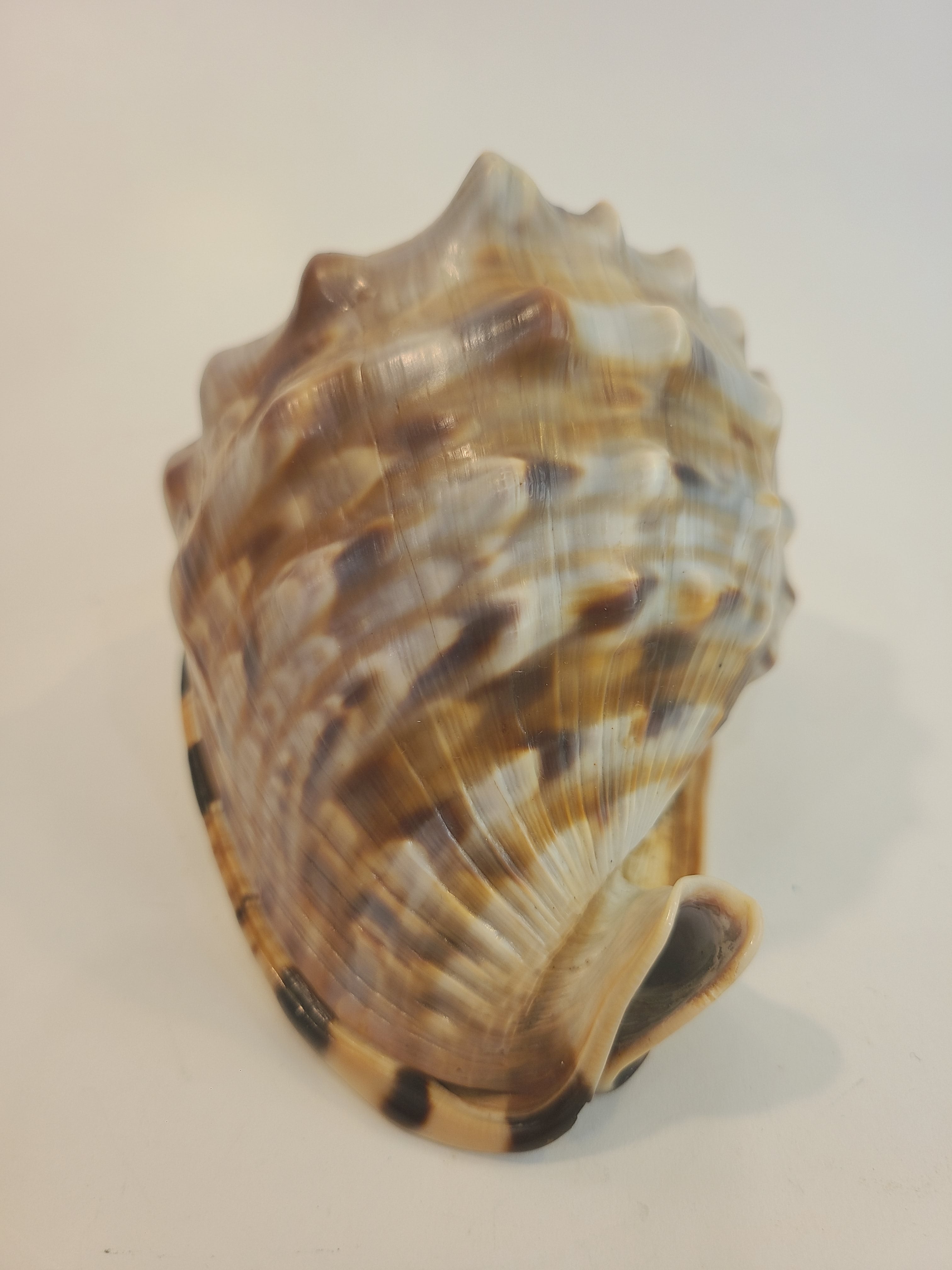 Top view of Natural Flame Helmet Shell Specimen