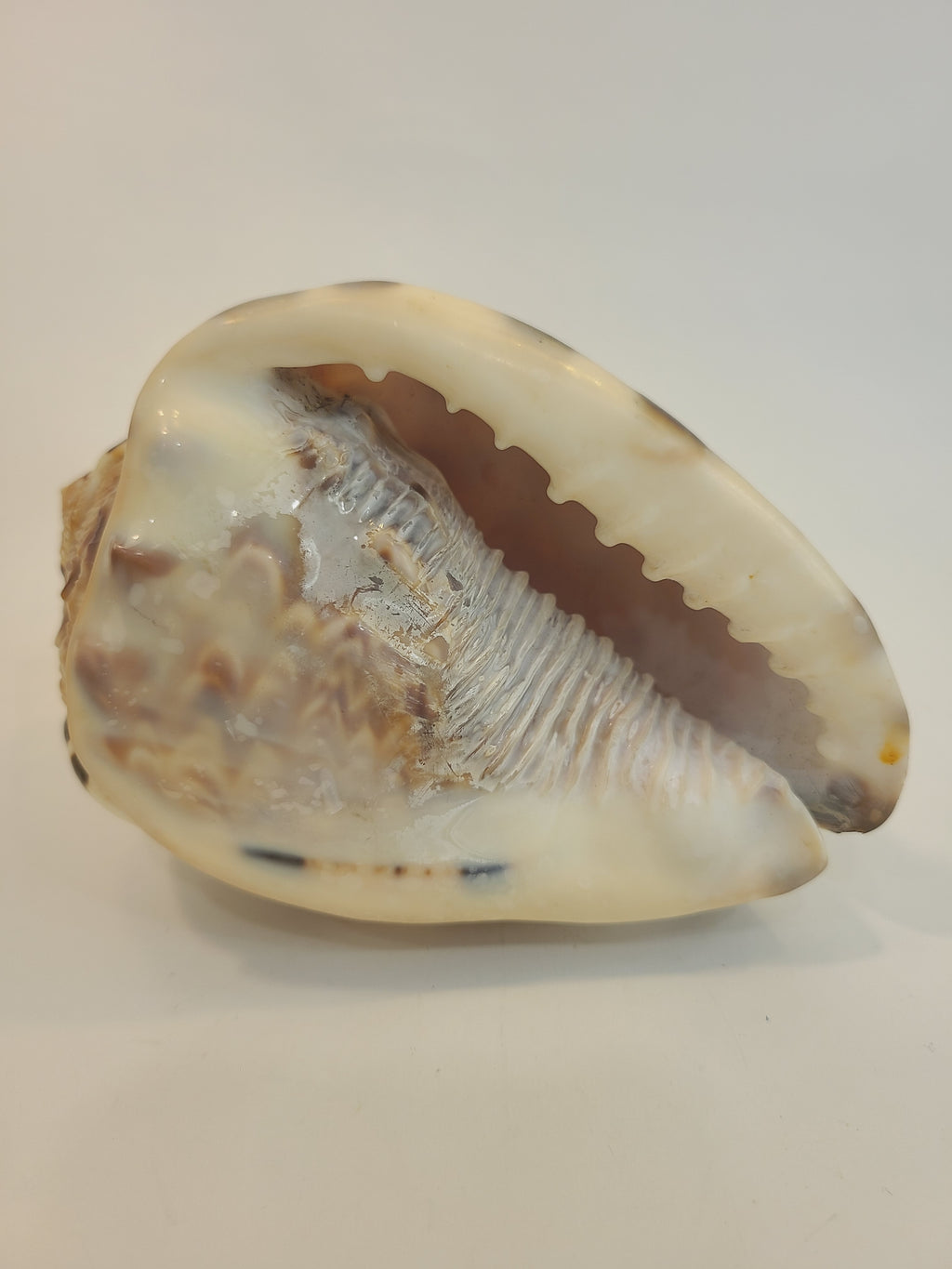 Bottom of Natural Flame Helmet Shell Specimen