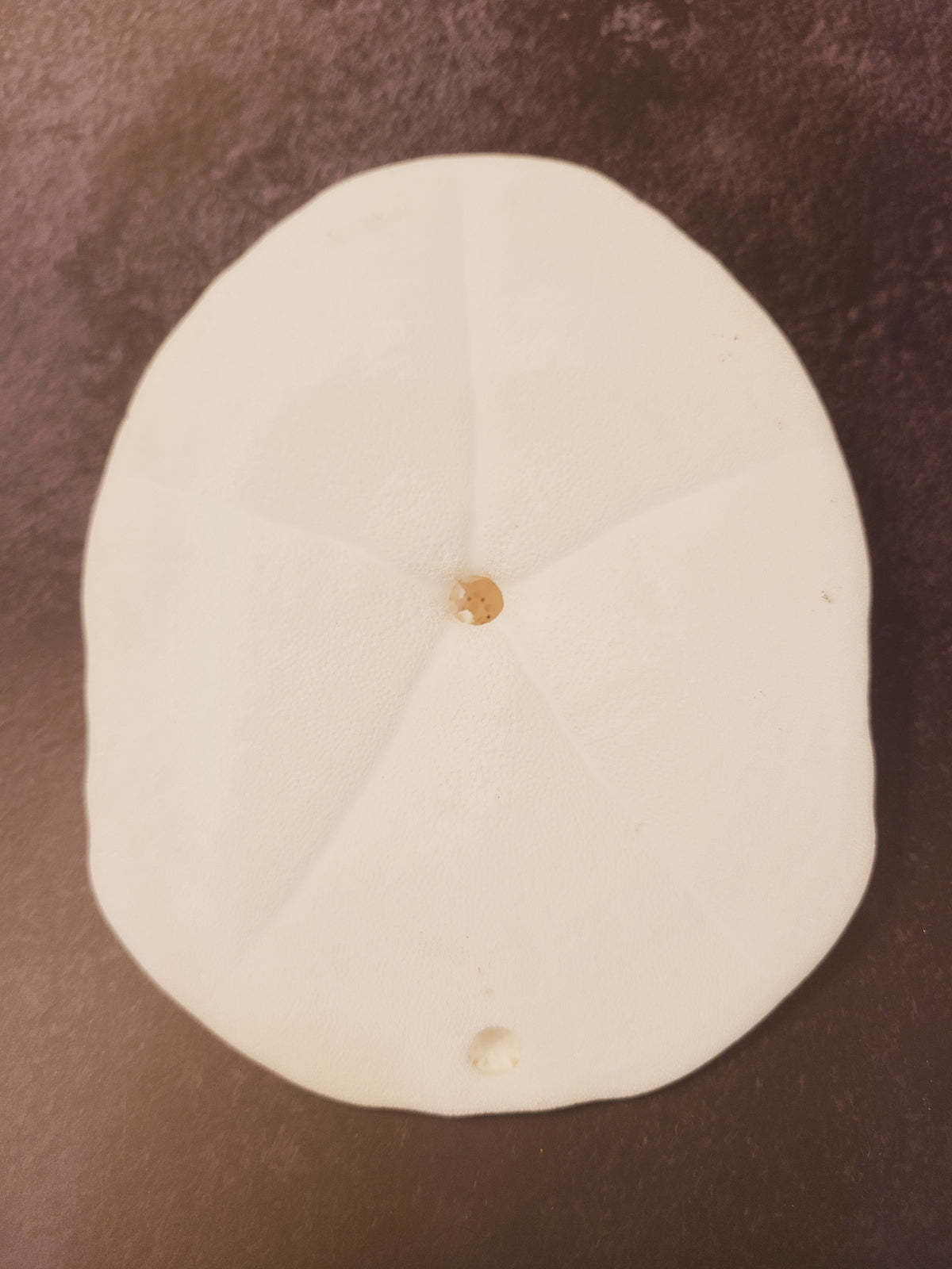 Underside of natural sea biscuit specimen showing center mouth opening and segmented plate structure, 6 inch off-white echinoderm