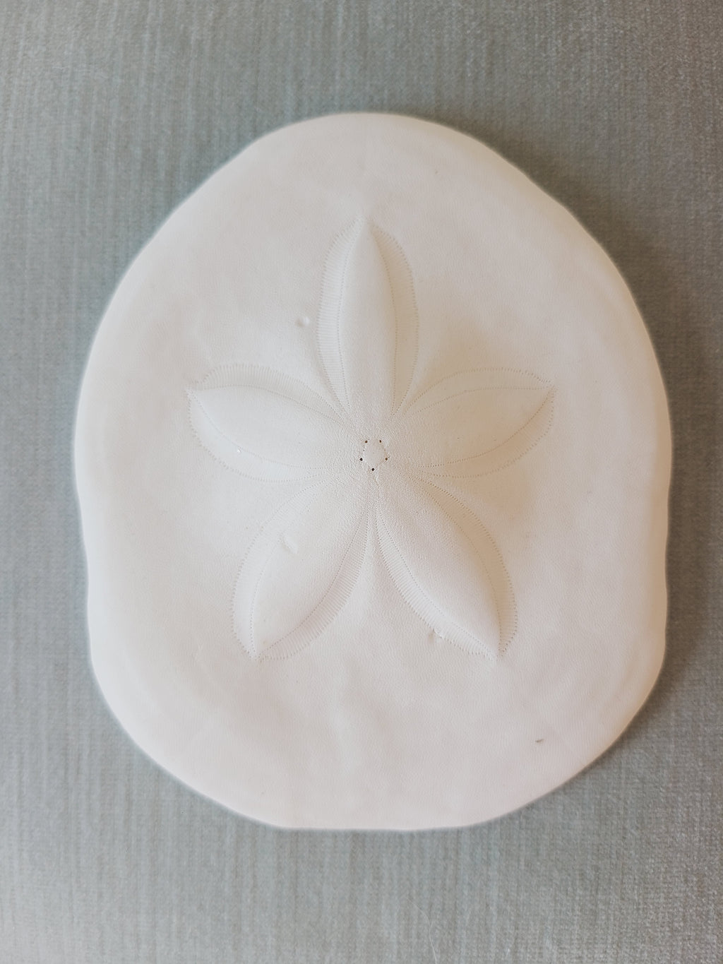 Natural sea biscuit specimen top view showing five-petal star pattern, off-white echinoderm, coastal decor natural specimen
