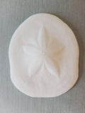 Natural sea biscuit specimen top view showing five-petal star pattern, off-white echinoderm, coastal decor natural specimen
