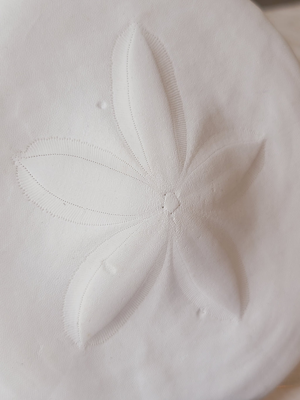 Close-up macro of sea biscuit five-petal star pattern and fine surface texture detail, natural echinoderm coastal decor specimen